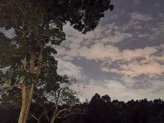 -新加坡植物园