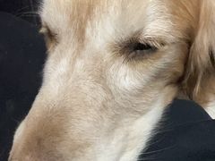 -瑞派福兴宠物医院犬猫全科·骨科·中西医结合(河东店)