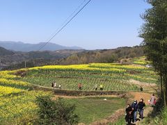 -桑洲油菜花景区