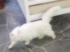 喵星人-Anne猫窝咖啡屋