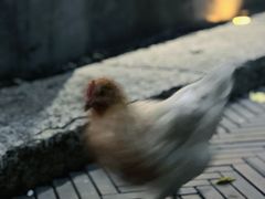 -春风习习