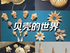 -青岛贝壳博物馆
