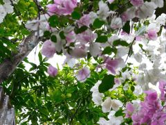 -深圳国际园林花卉博览园