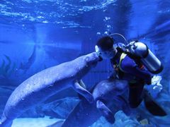 -烟台海昌鲸鲨海洋公园