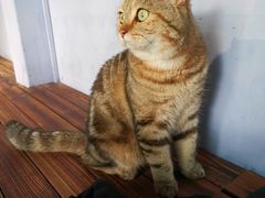 -喵屿·大理花园猫咖