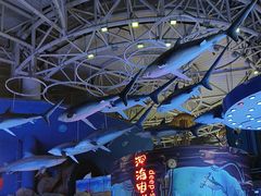 -烟台海昌鲸鲨海洋公园