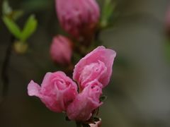 -杭州植物园