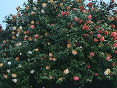 -长沙火车站(地铁站)