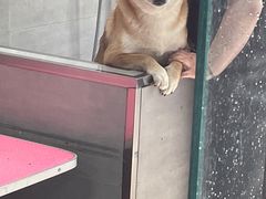 -宠福鑫康馨动物医院·骨科·眼科