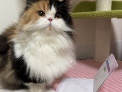 -南京宠物基地·宠物狗宠物猫售卖(南京店)