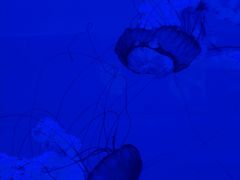 -多彩贵州城极地海洋世界