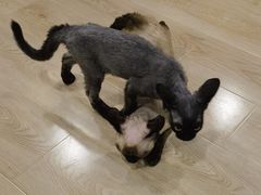 -十年猫舍·猫咪专门店(普陀店)