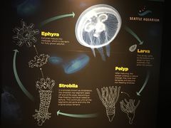 -西雅图水族馆