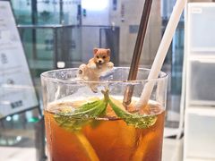 -柴务处·柴犬主题狗咖