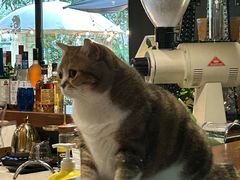 -咖法森林·咖啡  酒吧(天河店)