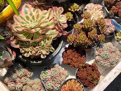 -双季花艺园艺市场(浦东店)