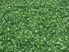 荷叶茶-微山湖湖畔好客居鱼馆渔家菜(微山湖风景区店)