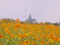 -荷兰花海