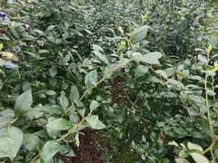 -金谷域澳洲庄园