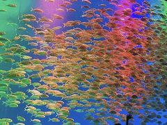 -合肥海洋世界