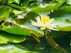 -杭州植物园