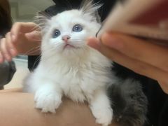 -lincat·猫舍(广州店)