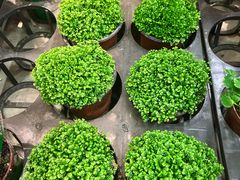 -花鸟鱼虫鲜花绿植市场(玉泉路店)