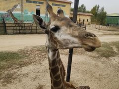 -鄂尔多斯野生动物园