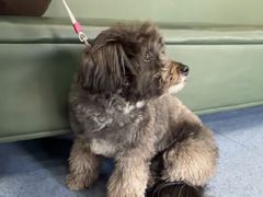 -顺强宠物诊所·狂犬免疫·夜诊·骨科(嘉定店)