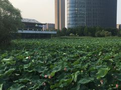 荷花-3W咖啡(国家软件园店)