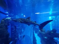 -成都浩海立方海洋公园