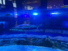 -迪拜水族馆及水下动物园