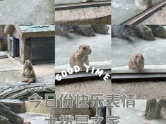 -合肥野生动物园