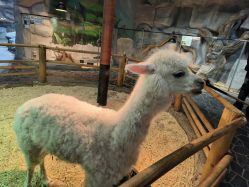 -Zoolung Zoolung动物主题公园(海信广场店)