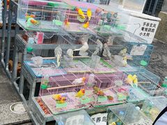 -青石桥花鸟鱼虫市场(叠翠城店)