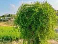 -嘉北郊野公园