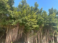 -深圳湾公园(南山区)