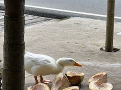 -蔡家宅