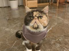 -关爱宠物医院·猫科中心·消化科(滨湖万达分院)