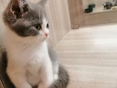 -飞行喵MR PILOT|猫舍·猫咖(静安大融城店)