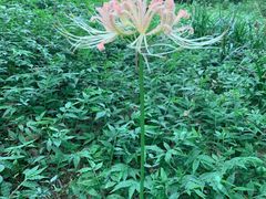 -杭州植物园