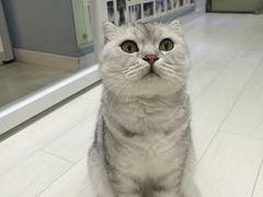 -喵的天空名猫咖啡馆·撸猫·猫舍·用品