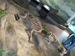 -自贡恐龙博物馆