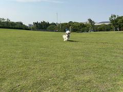 -新江湾城公园
