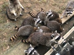 -石家庄市动物园