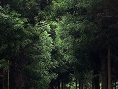 -重庆睡佛山森林公园