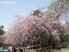 -西安青龙寺遗址景区