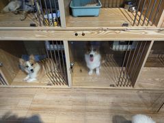 -喜狗宠物生活馆(岳州路店)