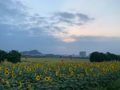 -光明小镇欢乐田园
