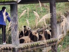 -中国大熊猫保护研究中心雅安碧峰峡基地